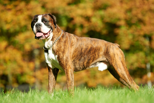 En boxerhund
