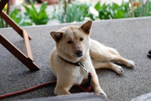 Vad du ska göra om ditt husdjur blivit förgiftat