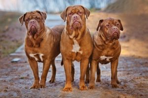 Fransk mastiff: en fantastisk hund på många sätt
