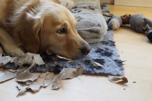 Tips för att vänja din hund att vara ensam hemma