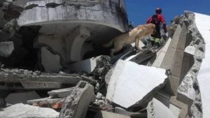 Räddningshundar i Ecuador: ett fantastiskt arbete