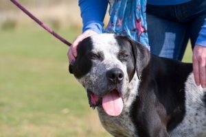 Dra i kopplet: konsekvenser för din hunds hälsa