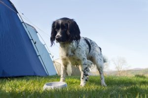 10 produkter du inte visste kunde förgifta din hund