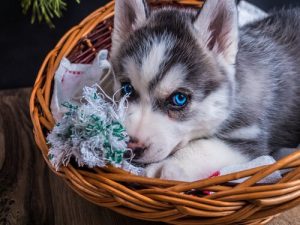 5 trick för att rengöra din hunds säng