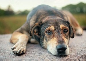 hund ligger ner
