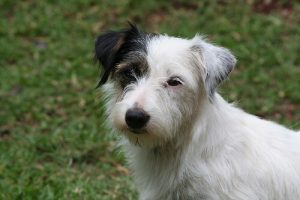 5 vanliga lugnande signaler hos hundar