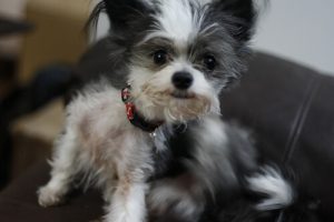 De bästa behandlingarna mot loppor och löss