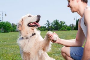 Känslor: din hund märker om du är glad eller arg