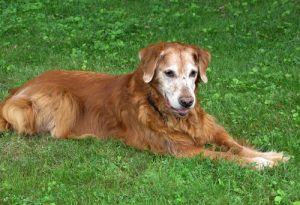 7 fördelar med att ha en äldre hund