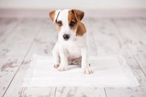 Hur man lär en hund att göra sina behov på en tidning