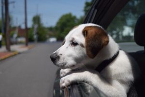 10 råd för att någon inte ska stjäla din hund