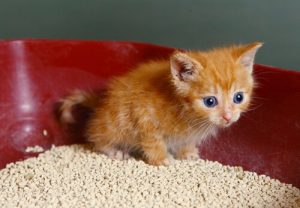 7 trick för att ta bort lukter från kattlådan