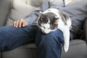 Hur du får katten att sluta klösa i hemmet