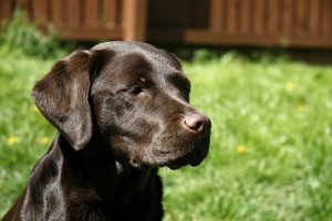 En hjältemodig hund räddade en mans liv i Málaga