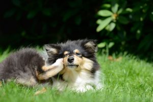 6 effektiva huskurer för att bekämpa loppor