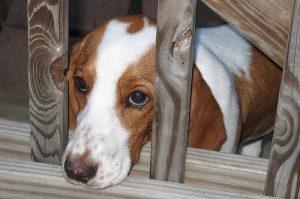 6 tecken på en rädd hund och hur man visar stöd
