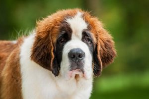 Påven hälsar på 70 kg stor sankt bernhardshund
