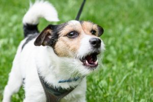Tips för hur du kontrollerar en skällande hund