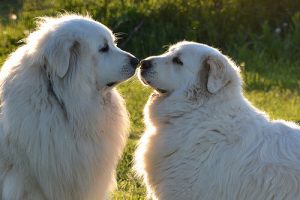 Tips för att få din att bli hund mer social