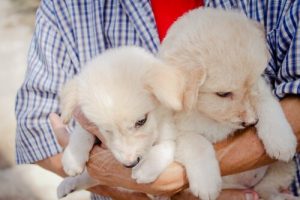 10 steg för att bli redo för en adopterad hund