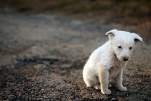 Hur man lyckas rädda en herrelös hund