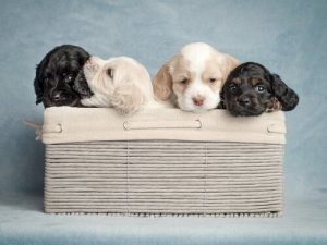 Hur man väljer rätt namn för hunden