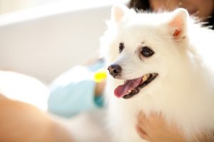 Kom ihåg: du har en hund, inte ett barn