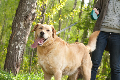 Hund på promenad