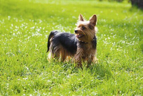 Yorkshireterrier står på gräsmatta
