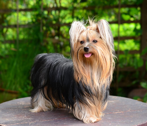 En glad yorkshireterrier