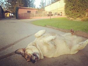 Adoptera ett husdjur