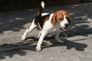 Metoder för att få hunden att göra ifrån sig utomhus