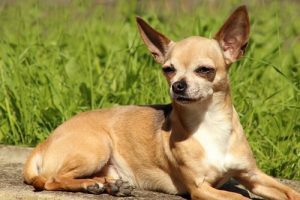 Allt du behöver veta om chihuahuas