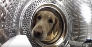 Hund räddar sin nalle – besatthet av föremål