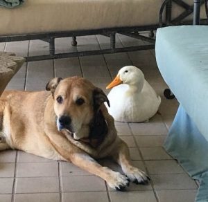 En deprimerad hund är glad igen tack vare sin ankvän