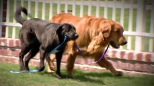 Den vackra historien om en hund och hans ledarhund