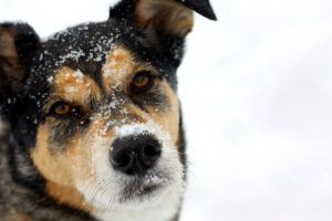 Frusen hund räddad från bergstopp