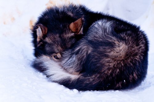 Hopkurad hund i snön