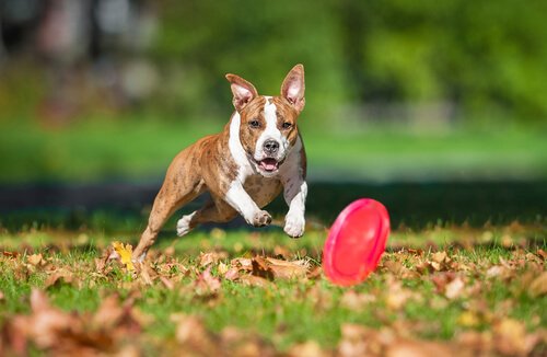 Hund jagar frisbee