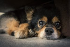 Hundars morrhår: vad är de egentligen till för?