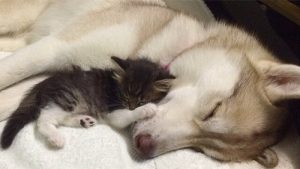 Lilo: huskyn som adopterade en katt