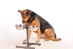 Hur många måltider din hund bör äta om dagen