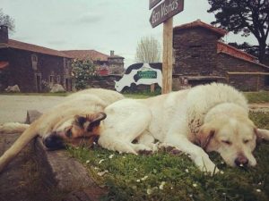 En kampanj för hundadoption från ett mejeriföretag