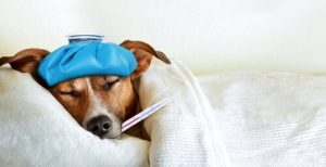 Vad bör en hund med diarré äta?