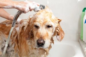Tips för att undvika den jobbiga lukten av blöt hund
