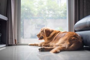 Tristess hos hundar kan döda deras anda