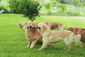 Hundar luktar på varandra – men varför?