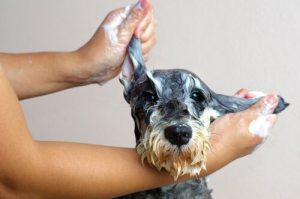 Hur du blir av med den jobbiga "blöt hund"-lukten