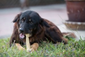 Vilka tuggben kan man ge till sin hund?