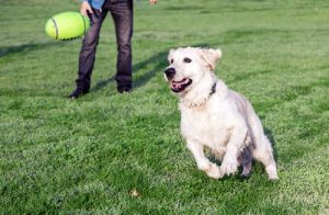 Varför hundar är människans bästa kompisar
